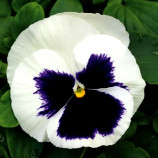 Маммут F1 гламарама вайт семена виолы (Syngenta)