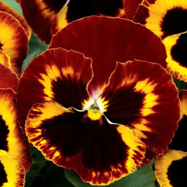 Маммут F1 он фаер семена виолы (Syngenta)