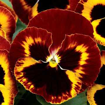 Маммут F1 он фаер семена виолы (Syngenta)