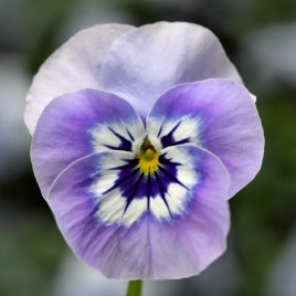 Пенні F1 marina насіння віоли (Syngenta)