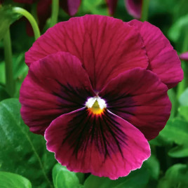 Насіння віоли Пенні F1 рожева з вічком (Syngenta)