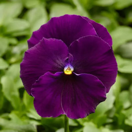 Дельта F1 фиолетовая семена виолы (Syngenta)