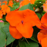 Бальзамин Баланс F1 оранжевый