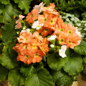 Примула Лібре F1 помаранчева (orange)