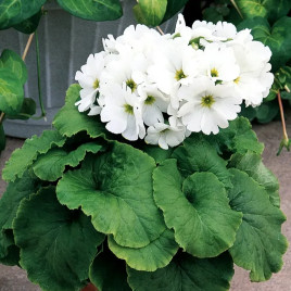 Примула Либре F1 белая (White)