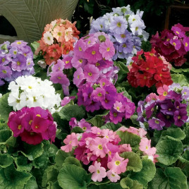 Примула Либре F1 смесь (Mix)