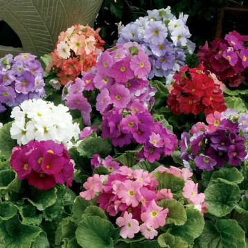 Примула Лібре F1 суміш (Mix)