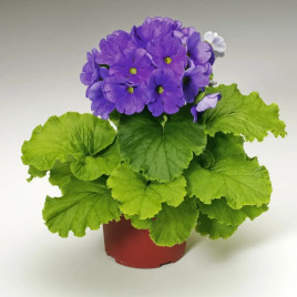 Либре F1 темно-синяя (deep blue) семена примулы 20-25см (Syngenta)