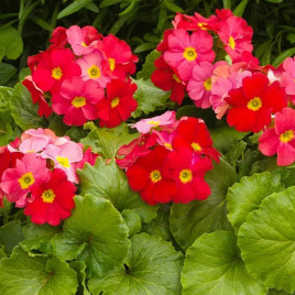 Примула Либре F1 красная (Red)