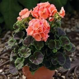 БуллзАй F1 лососевый (Bulls Eye F1 salmon) семена пеларгонии 30-35см (Syngenta)