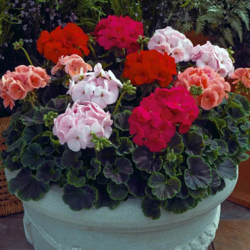 БуллзАй F1 семена пеларгонии смесь (Syngenta)