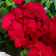 БуллзАй F1 красный семена пеларгонии (Syngenta)