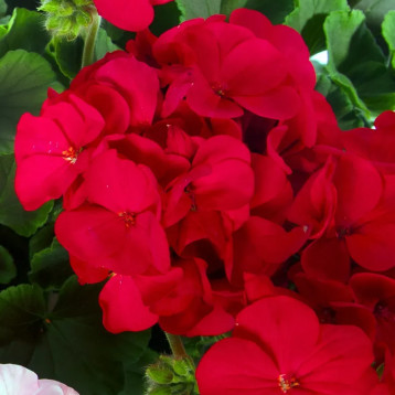 БуллзАй F1 красный семена пеларгонии (Syngenta)