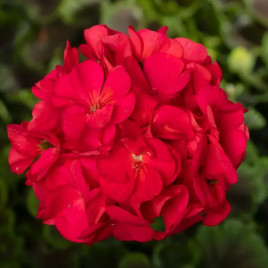 БуллзАй F1 чери семена пеларгонии (Syngenta)