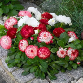 Хабанера смесь семена маргаритки (Benary)