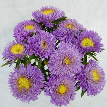 Астра Шанхайская роза голубая (Blue)