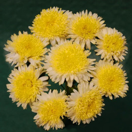 Шанхайская роза желтая (Yellow) семена астры однол. 55-65см (Satimex ПН)