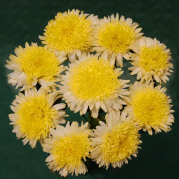 Шанхайская роза желтая (Yellow) семена астры однол. 55-65см (Satimex ПН)