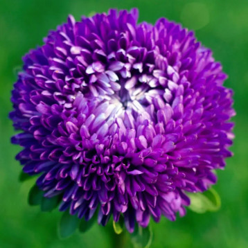 Астра Балун синяя