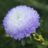 Астра Балун серебряно-синяя