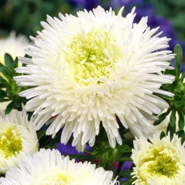 Астра Шанхайская роза белая (White)