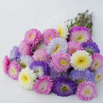 Шанхайская роза смесь (Mix) семена астры однол. 55-65см (Satimex)