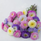 Шанхайская роза смесь (Mix) семена астры однол. 55-65см (Satimex)