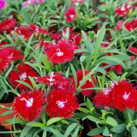 Супра F1 семена гвоздики межвидовой кримсон (Hem Genetics)