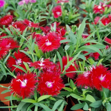 Супра F1 семена гвоздики межвидовой кримсон (Hem Genetics)