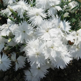 Супра F1 семена гвоздики межвидовой белой (Hem Genetics)