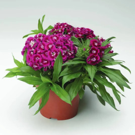 Барбарини F1 семена гвоздики турецкой пурпурной (Syngenta)