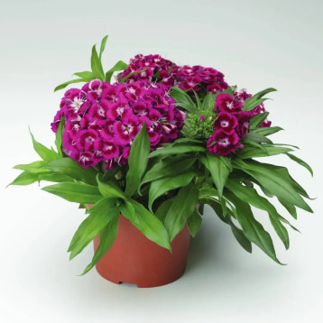 Барбарини F1 пурпурная (purple) семена гвоздики турецкой 20-30см (Syngenta)