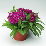 Барбарини F1 пурпурная (purple) семена гвоздики турецкой 20-30см (Syngenta)