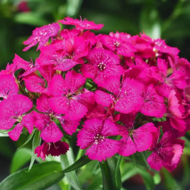 Барбарини F1 семена гвоздики турецкой розовой (Syngenta)