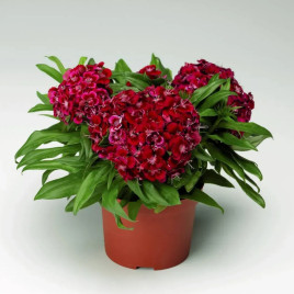 Барбарини F1 семена гвоздики турецкой красной (Syngenta)