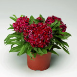 Барбарини F1 красная (red) семена гвоздики турецкой 20-30см (Syngenta)