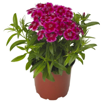 Барбарини F1 семена гвоздики турецкой красно-розовой (Syngenta)