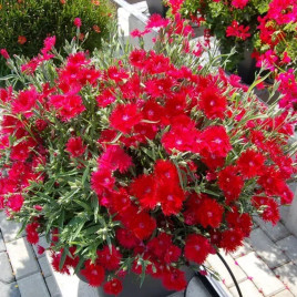 Супра F1 семена гвоздики межвидовой красной (Hem Genetics)