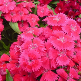 Гвоздика Чиба F1 розовая