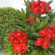 Чіба F1 скарлет насіння гвоздики міжвидової (Hem Genetics)
