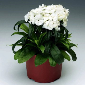 Барбарини F1 семена гвоздики турецкой белой (Syngenta)