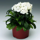 Барбарини F1 белая (white) семена гвоздики турецкой 20-30см (Syngenta)