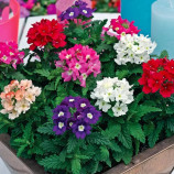 Насіння вербени Тускані F1 гібридна суміш (Syngenta)