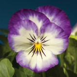 Пенни F1 пурпурное пикоте семена виолы (Syngenta)