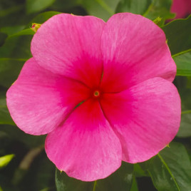 Катарантус СанШторм F1 рожевий з вічком