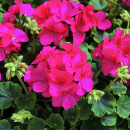 Мультиблум F1 фиолетовая (Multibloom F1 Purple) семена пеларгонии 25-30см (Syngenta)