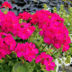 Насіння пеларгонії Мультіблум F1 фіолетова (Syngenta)