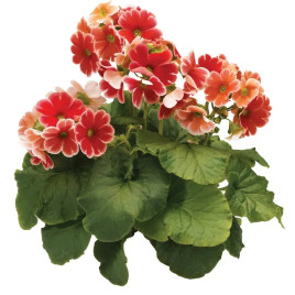 Примула Либре F1 скарлет пикоти