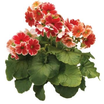 Примула Либре F1 скарлет пикоти