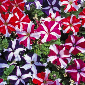 Петуния Танго F1 звездная смесь